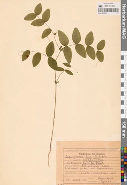MAG 0016518