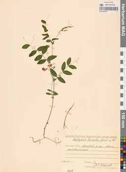 MAG 0016519