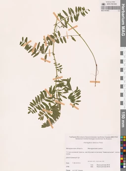 MAG 0010962