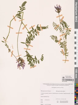 MAG 0010963
