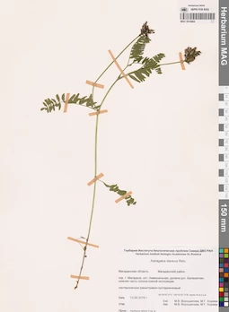 MAG 0010964