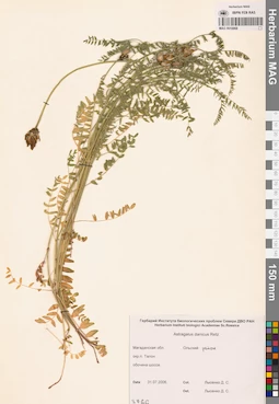 MAG 0010968