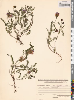 MAG 0010970