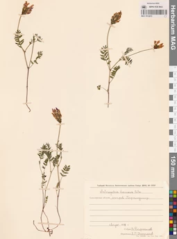MAG 0010972