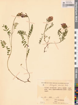 MAG 0010973