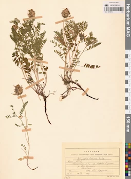 MAG 0010974