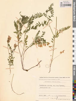MAG 0010975