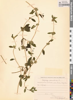 MAG 0011081