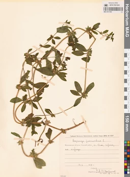 MAG 0011082