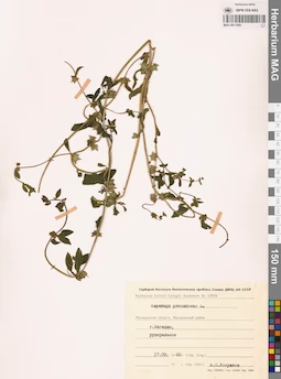 MAG 0011085