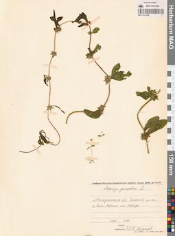 MAG 0011088