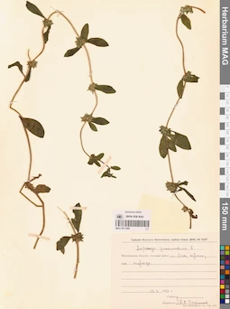 MAG 0011089