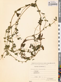 MAG 0011092