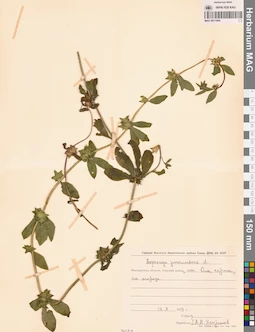 MAG 0011094