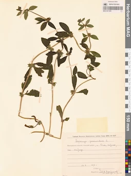 MAG 0011095