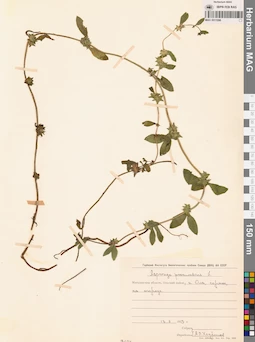 MAG 0011096