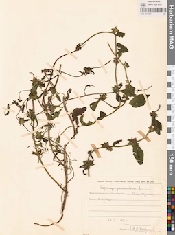 MAG 0011097
