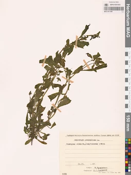 MAG 0011098