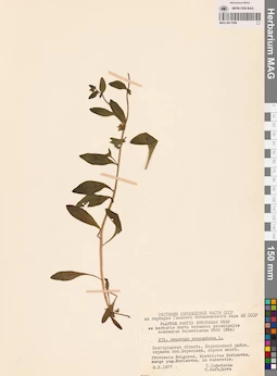 MAG 0011099