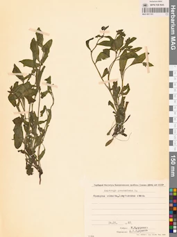 MAG 0011101