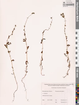 MAG 0011103