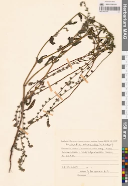 MAG 0011107