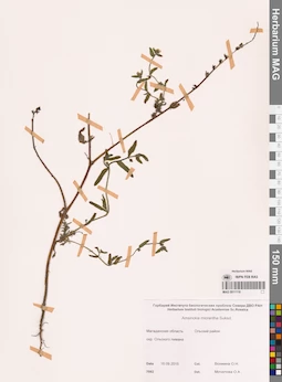 MAG 0011116