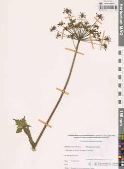 MAG 0011179