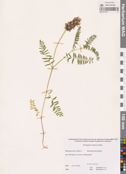 MAG 0011673