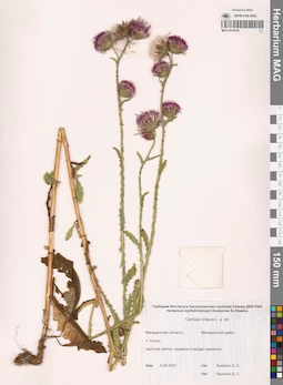 MAG 0016055