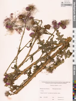 MAG 0016057