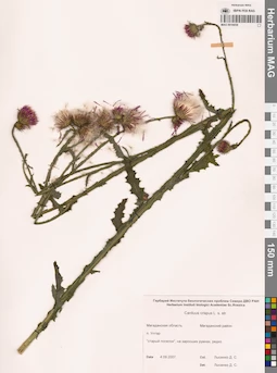 MAG 0016058
