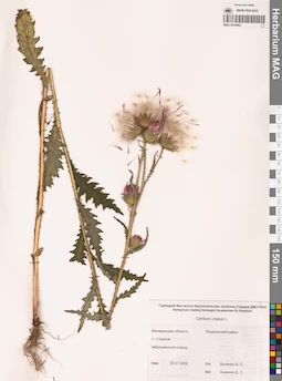 MAG 0016062