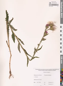 MAG 0016063