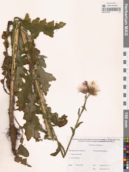 MAG 0016066