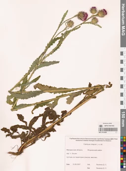 MAG 0016068