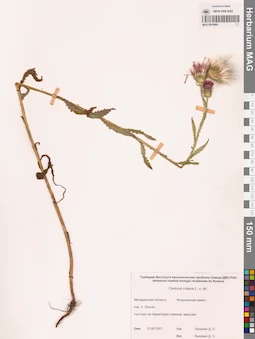 MAG 0016069