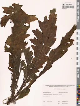 MAG 0016071