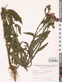 MAG 0016072