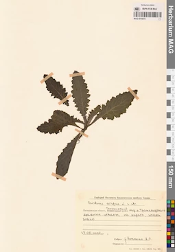 MAG 0016075