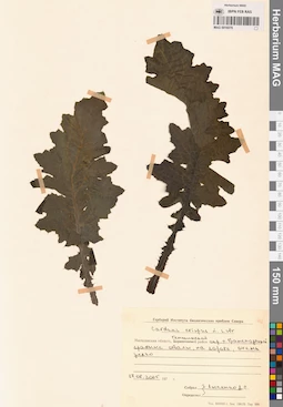 MAG 0016076