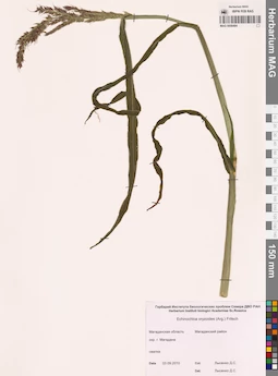 MAG 0008484