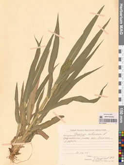 MAG 0008487