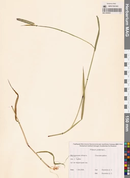 MAG 0004652