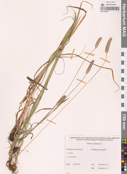 MAG 0004653