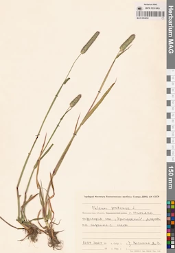 MAG 0004654