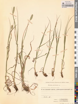 MAG 0004655