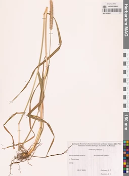 MAG 0004660