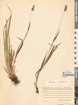MAG 0004661