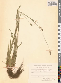 MAG 0004667